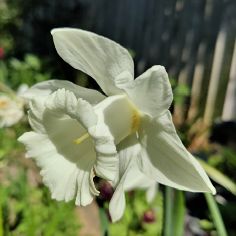 Daffodil Mount Hood